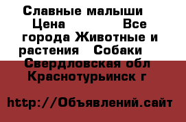 Славные малыши! › Цена ­ 10 000 - Все города Животные и растения » Собаки   . Свердловская обл.,Краснотурьинск г.